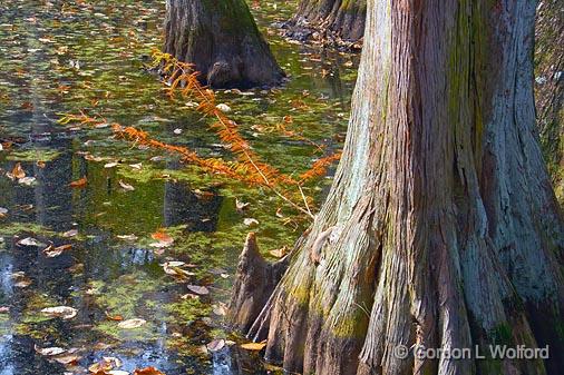 Cypress Base_25105.jpg - Cypress Swamp, photographed along the Natchez Trace Parkway near Canton, Mississippi, USA.